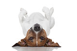 dog  laying upside down 