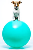 sport dog on ball