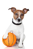 Basket ball  winner dog