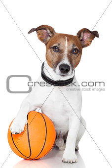 Basket ball  winner dog