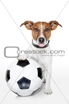 dog with a white soccer ball