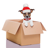 moving box winter dog