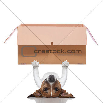 moving box  dog