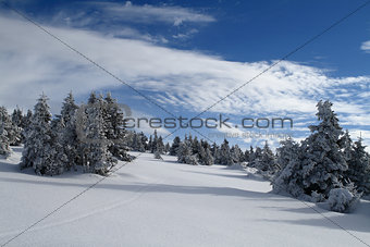 Snowy Plain in the Jeseniky Mountains