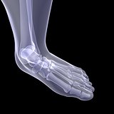 Human foot