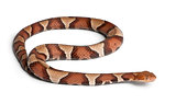 Copperhead snake or highland moccasin - Agkistrodon contortrix, 