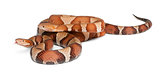 male and female Copperhead snake or highland moccasin - Agkistro