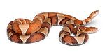 male and female Copperhead snake or highland moccasin - Agkistro
