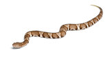 Young Copperhead snake or highland moccasin - Agkistrodon contor