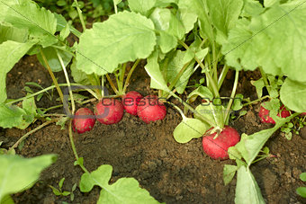 Red radishes in the soil