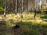 birch and pine grove