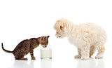 Small kitten and dog craving the same milk