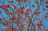 Rowan tree branches with fruit