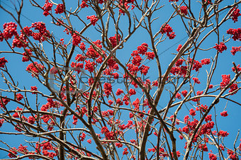 Rowan tree branches with fruit