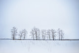 Winter Landscape with Lonely Trees