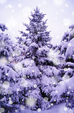 Christmas Trees under Beautiful Snow Cover