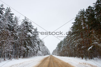 Road in the forest in winter