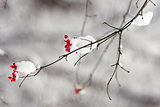 Branch with red flower in snow