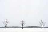 Three trees in the snow field in winter