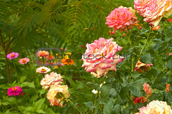 Roses in flowerbed close-up