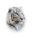  White Bengal Tiger Portrait