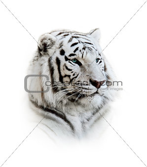  White Bengal Tiger Portrait