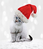Young Cat In A Christmas Hat