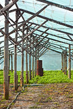 Wooden film greenhouse after harvest