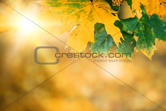 autumn leaves with sunlight and bokeh