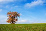 alone orange autumn tree on a green field