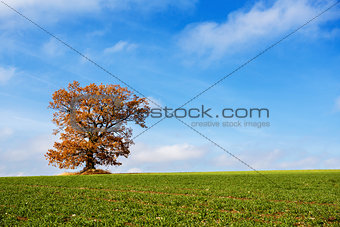 alone orange autumn tree on a green field