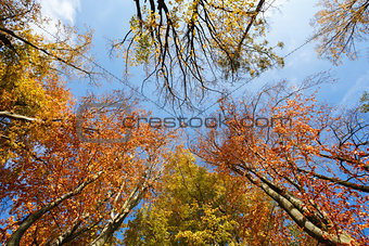 autumn trees on blue sky