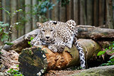 Snow Leopard Irbis (Panthera uncia) looking ahead