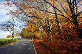 rural Road in the autumn with yellow trees