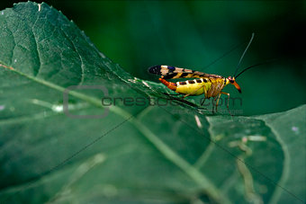  Panorpidae on a green leaf