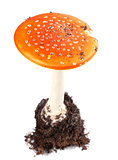 Amanita muscaria mushroom 