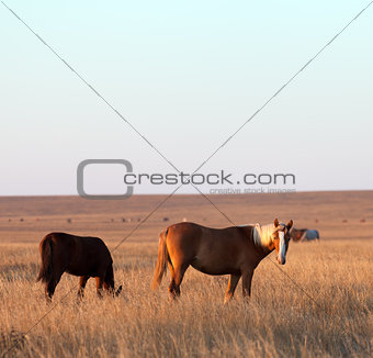 Two horses grazing in evening pasture