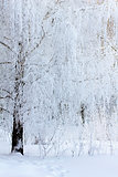 birch branches covered with frost and snow