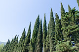 cypress trees