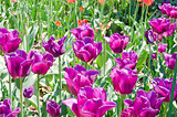 beautiful tulips field