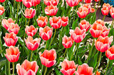 beautiful tulips field