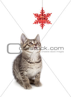 Cute Striped Kitten Playing with a Christmas Ornament on White