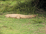 Nile Crocodle
