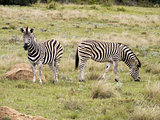 Pair of Zebra