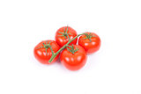 tomatos on a vine on a white background