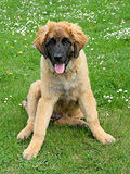 Leonberger dog on a meadow