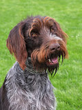 Portrait of Bohemian Wire-haired Pointing Griffon