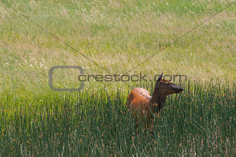 Mule deer on a morning pasture