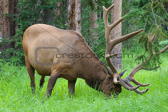 Large bull elk grazing in summer grass in Yellowstone