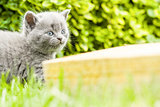 Young grey kitten lying in the garden on fresh green grass